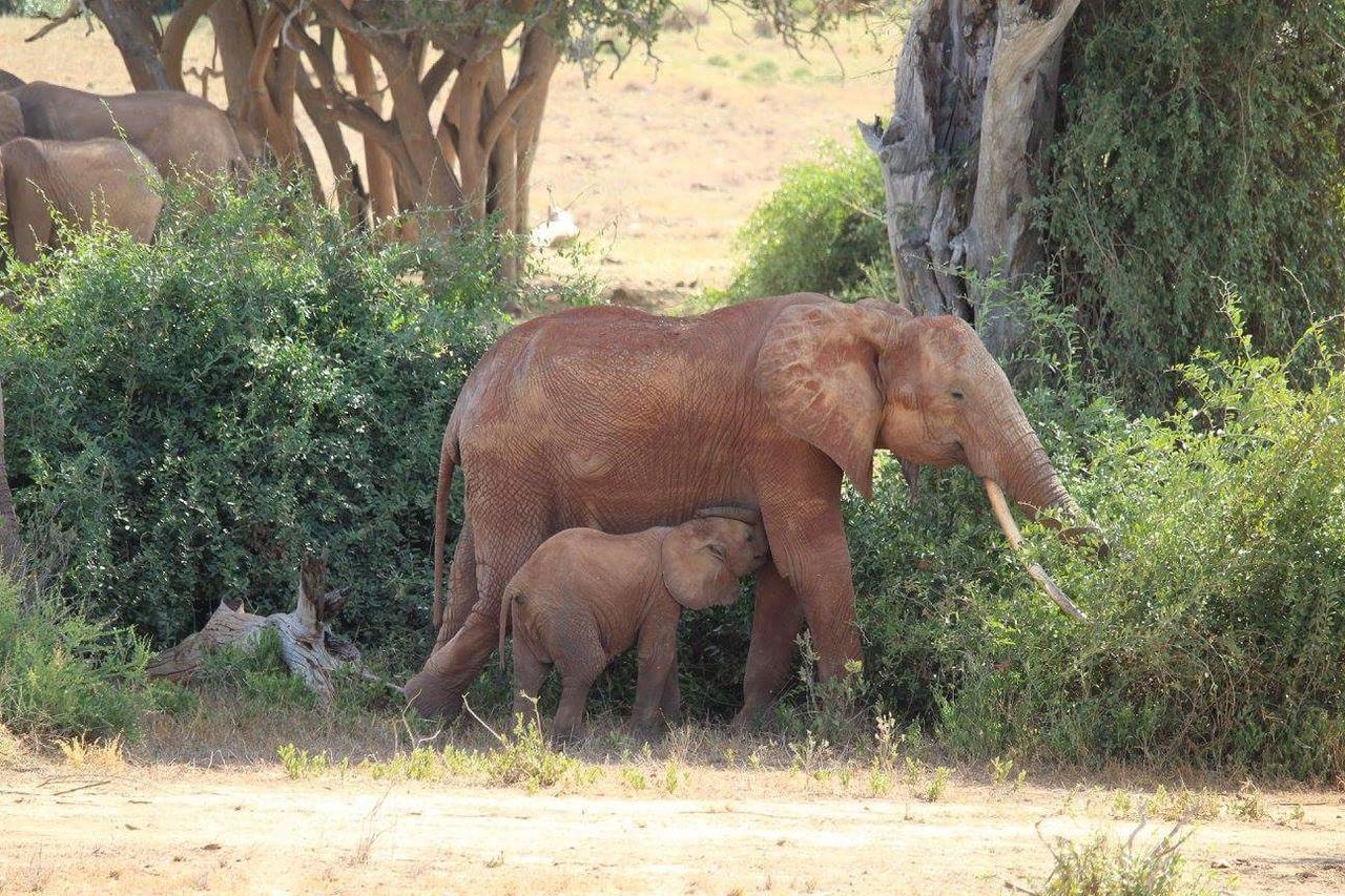 Nyumba Ya Afrika Watamu Exterior foto